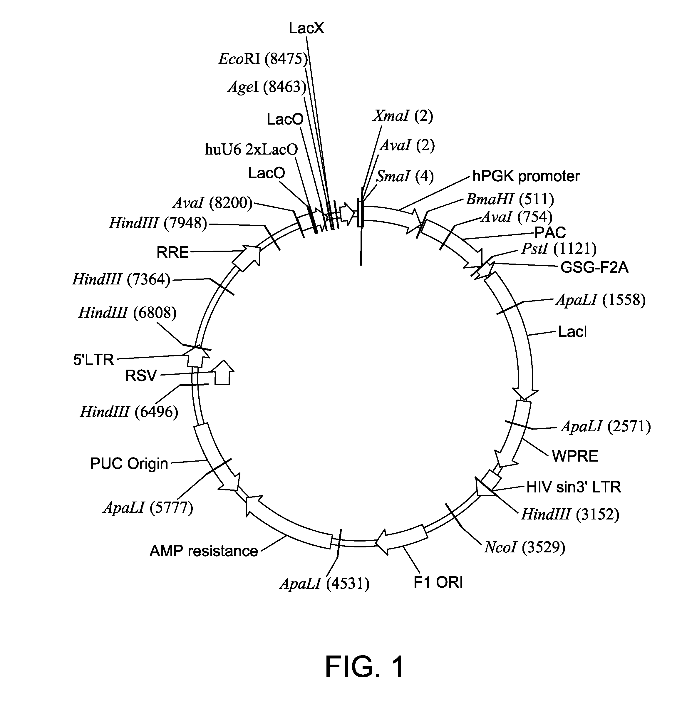 Inducible cell-based model for the study of friedreich's ataxia