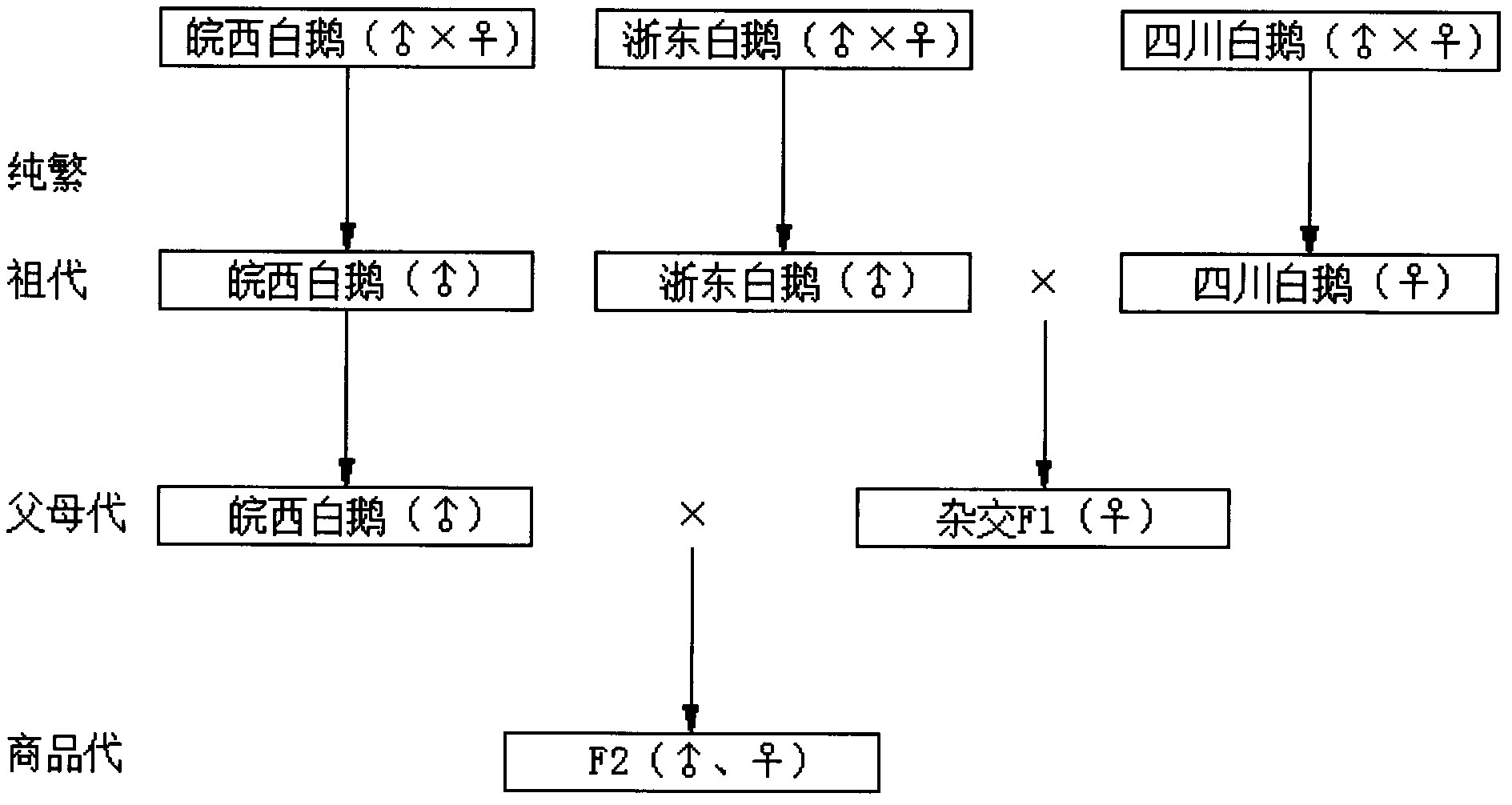 Breeding method for high-quality and high-yield white goose