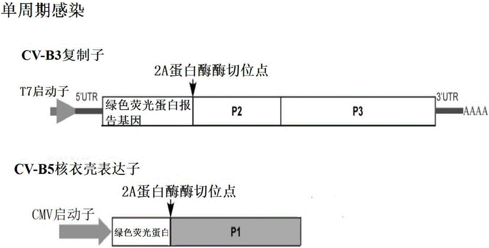 Recombinant expression plasmids used for packaging coxsackievirus B5 (CV-B5) pseudovirus, pseudovirus, kit and method