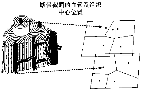 Preparation method of Thiessen polygonal bionic artificial bone structure based on broken bone surface