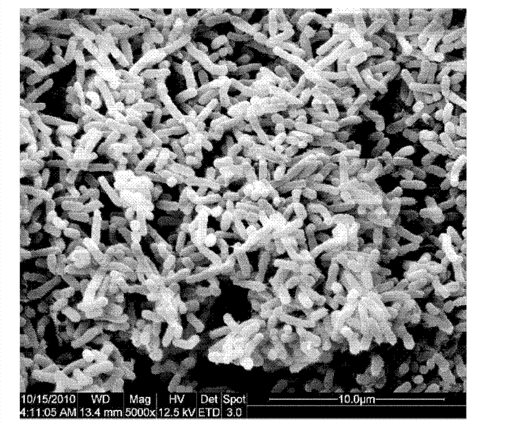 Pseudomonas and application thereof in carbazole degradation