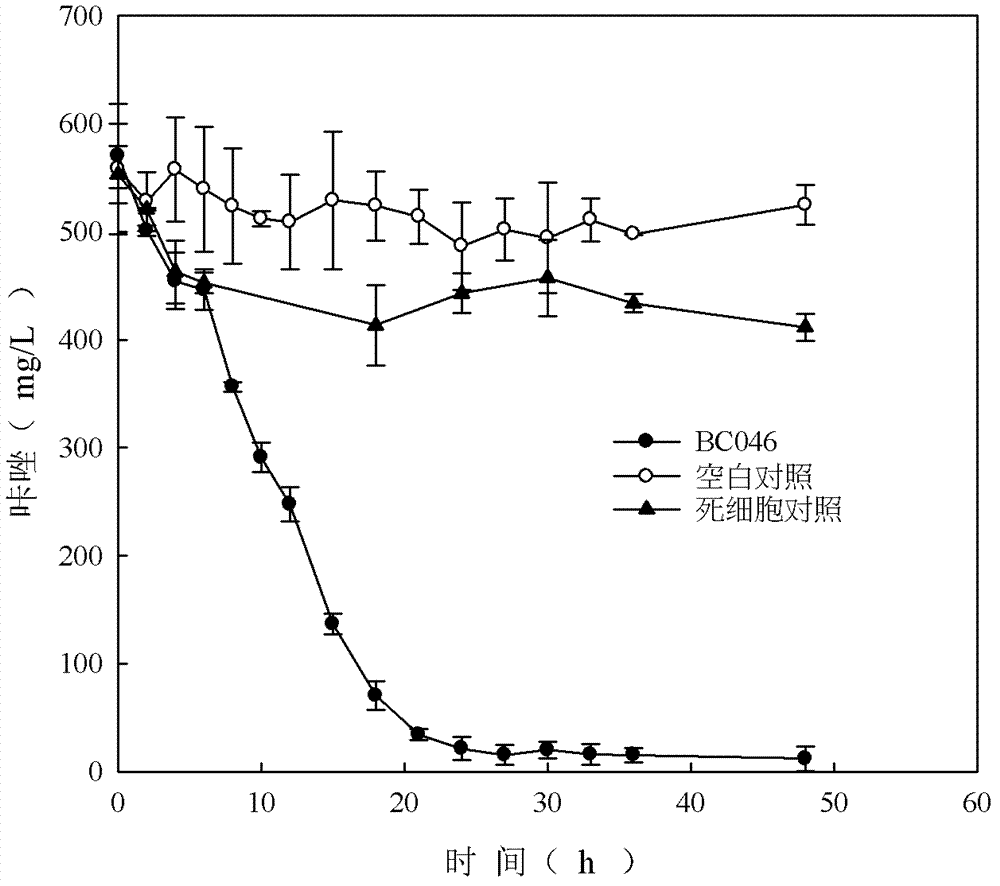 Pseudomonas and application thereof in carbazole degradation