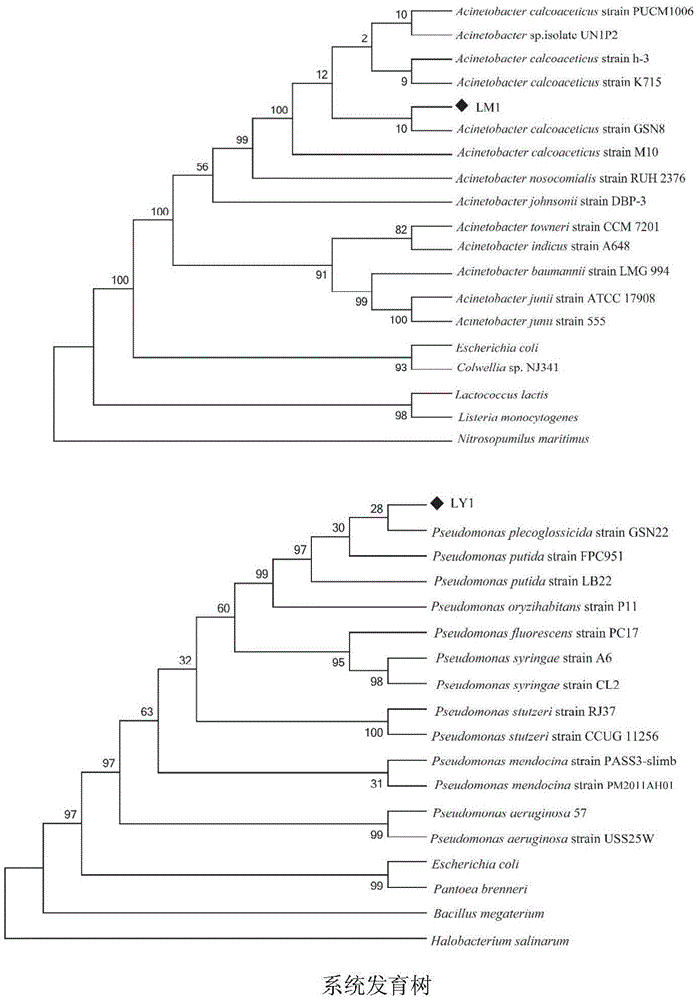 Composite bacterium capable of quickly degrading 17Beta-estradiol and preparation method