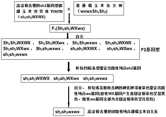 Method for breeding double recessive homozygous sweet-waxy maize hybrid through sh2 gene type super-sweet maize mutant with high starch content