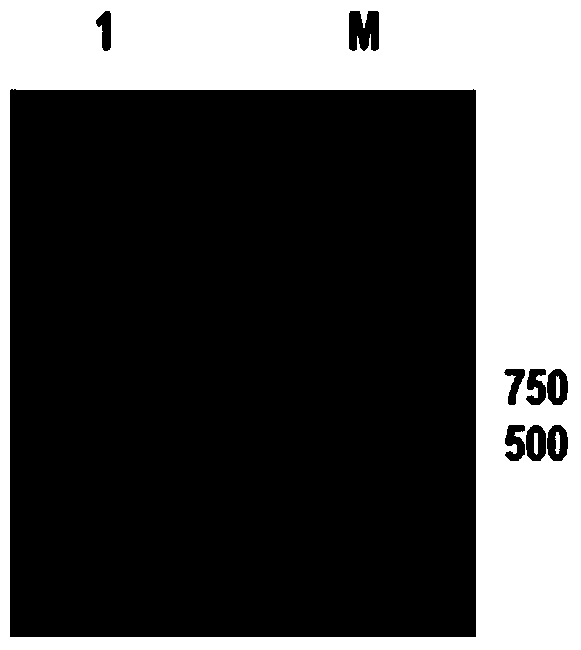 Penaeus vanmamei LvDJ-1 protein as well as coding gene and application thereof