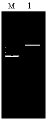 Lovastatin acyltransferase containing one or more point mutations