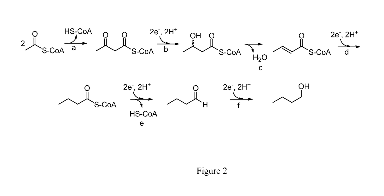 Acetate supplemention of medium for butanologens