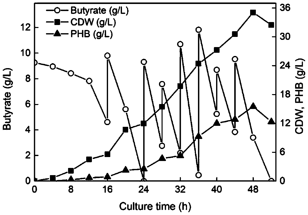 Method for producing polyhydroxyalkanoates by using acetic acid or butyric acid