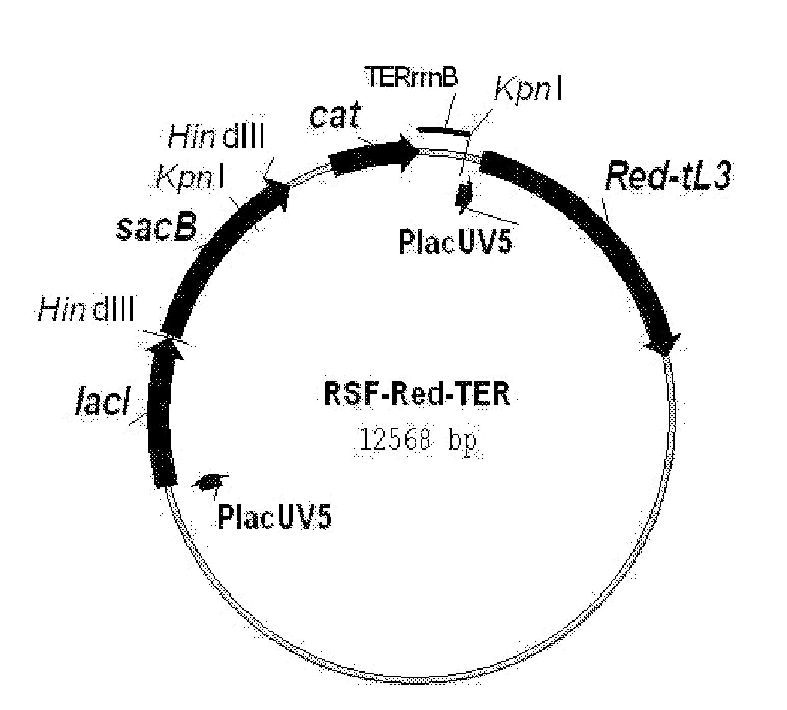 L-amino acid producing microorganism and a method for producing an l-amino acid