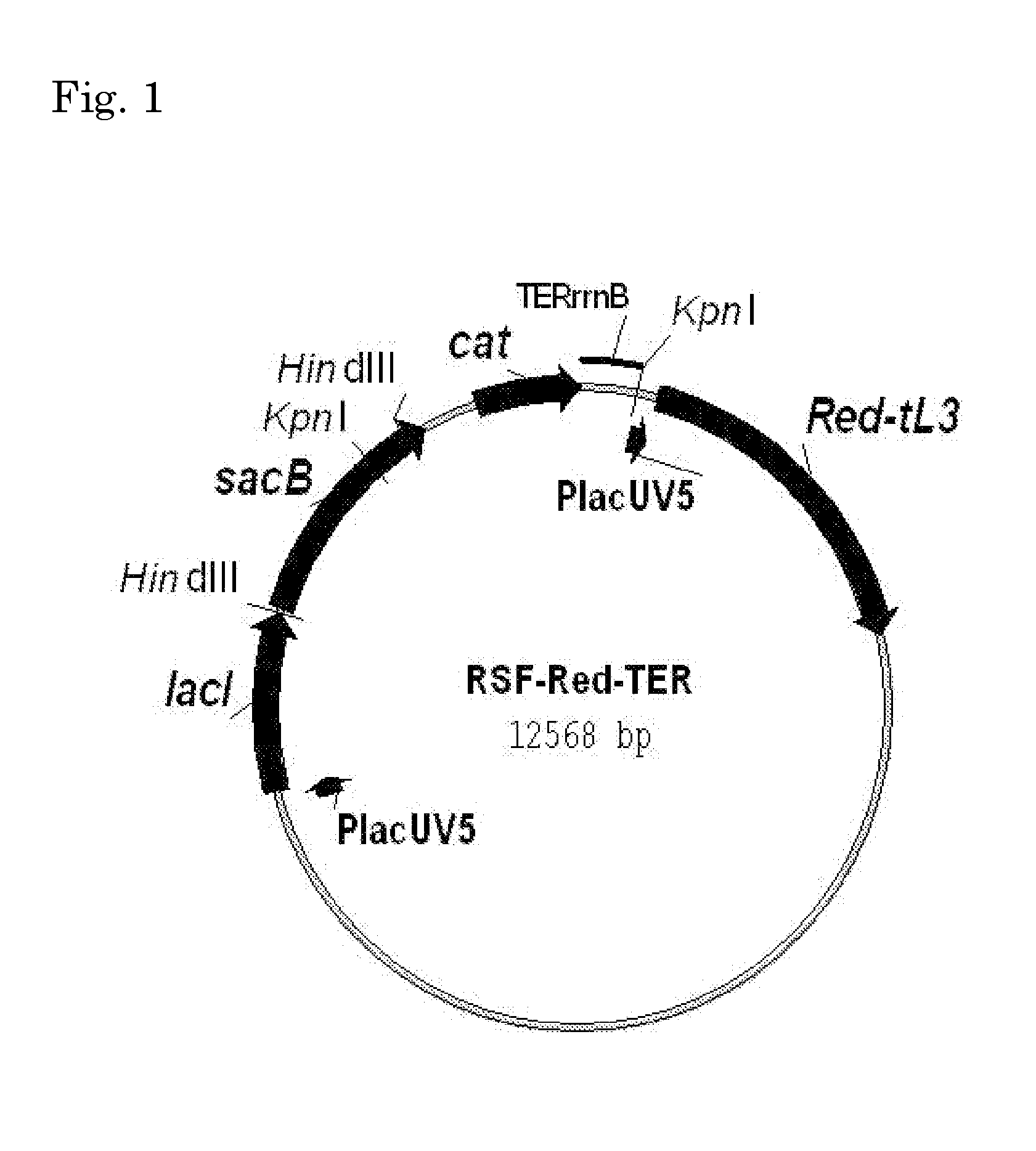 L-amino acid producing microorganism and a method for producing an l-amino acid