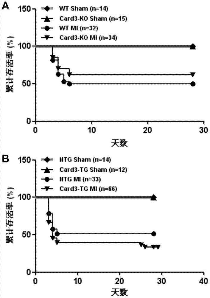 Function and application of Caspase activation and recruitment domain 3 (Card3) gene in coronary atherosclerotic heart disease