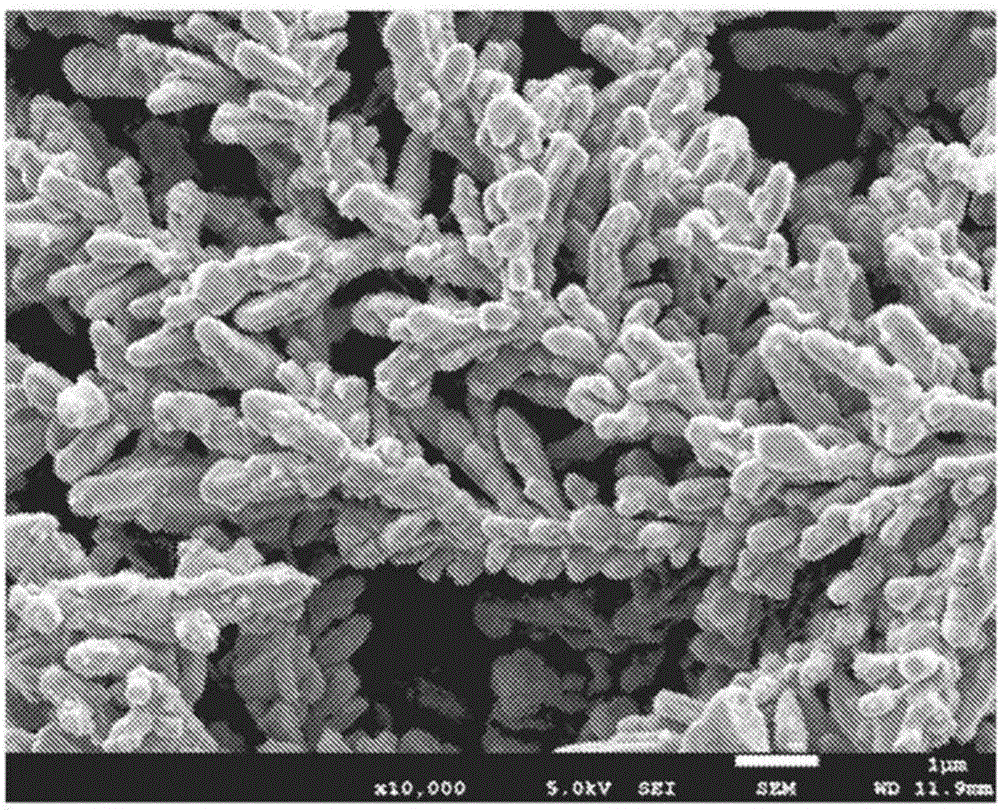 Copper powder and electrically conductive paste, electrically conductive coating, electrically conductive sheet, and antistatic coating using same