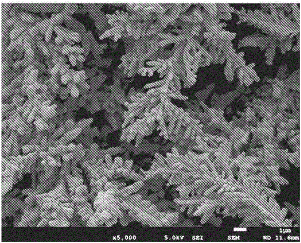 Copper powder and electrically conductive paste, electrically conductive coating, electrically conductive sheet, and antistatic coating using same