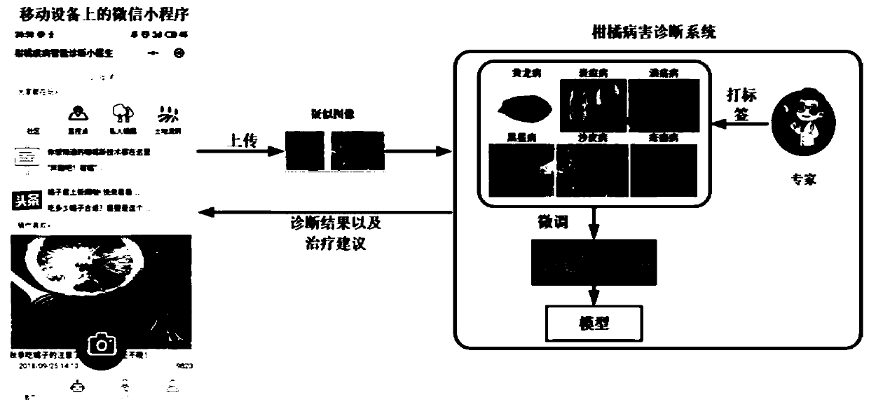 Intelligent citrus disease and pest diagnosis method and system based on deep learning