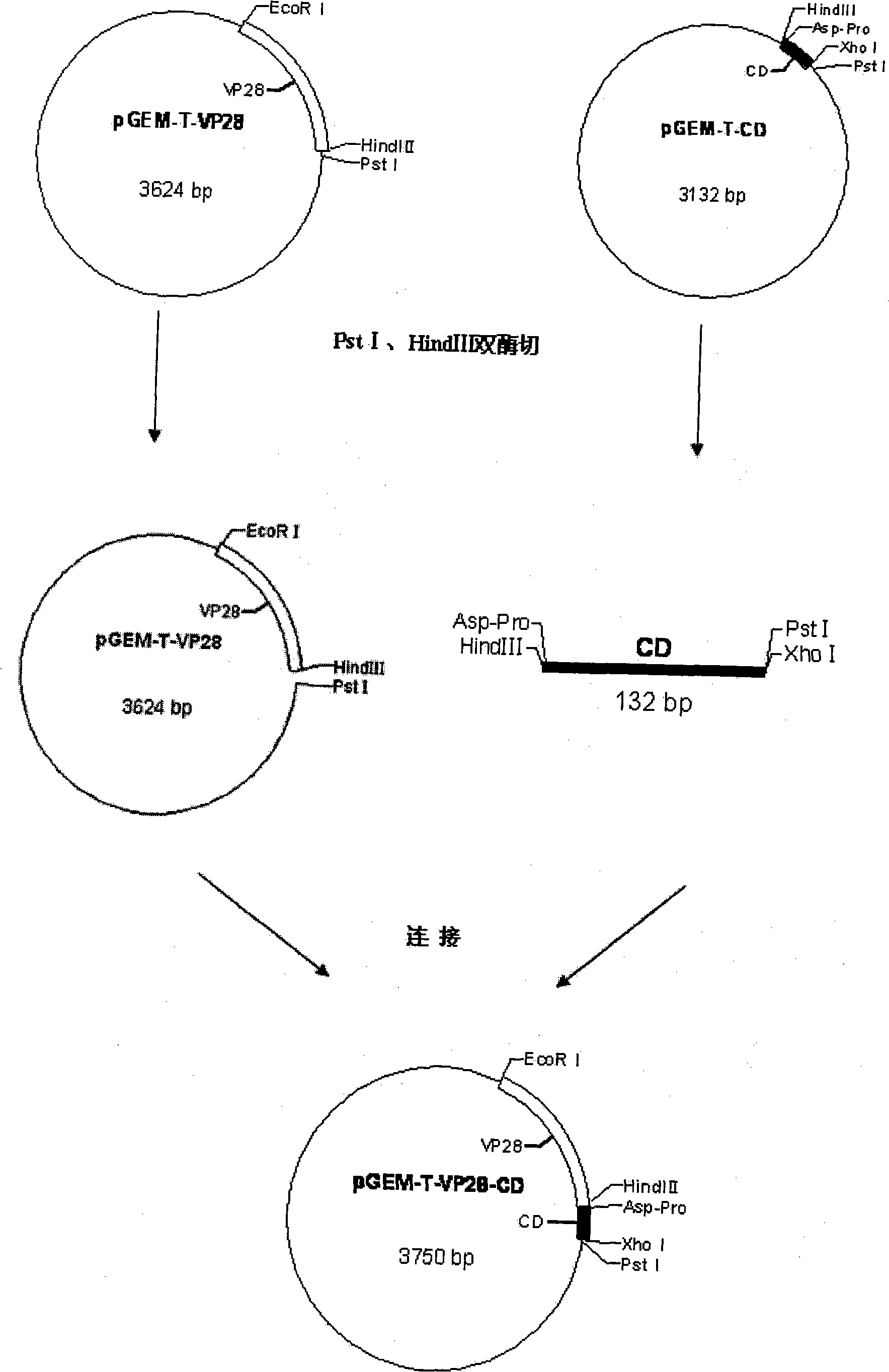 Engineered protein against shrimp white spot syndrome virus, preparation and use thereof