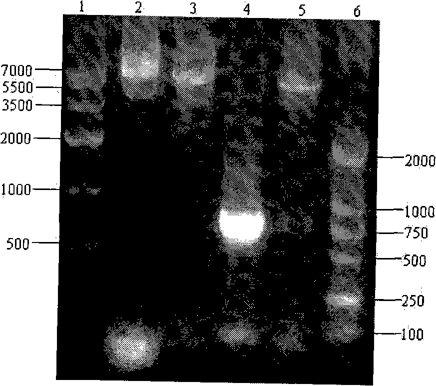 Engineered protein against shrimp white spot syndrome virus, preparation and use thereof