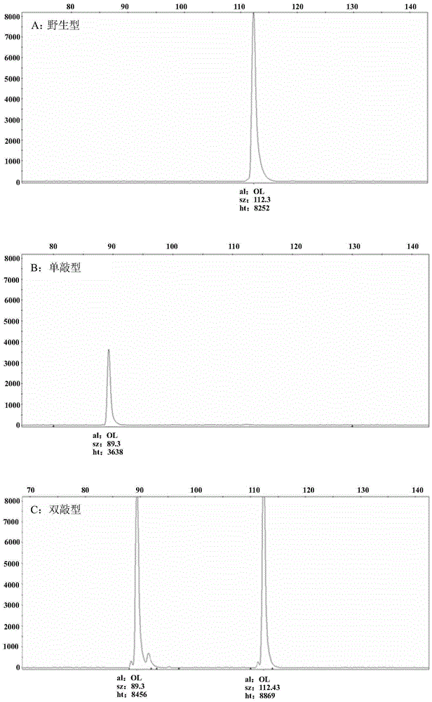 Method utilizing fluorescence PCR technology to identify mouse genotype