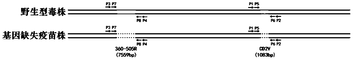 Nested duplex PCR detection primer and kit for distinguishing wild strain and gene deleted strain of African Swine Fever Virus (ASFV)