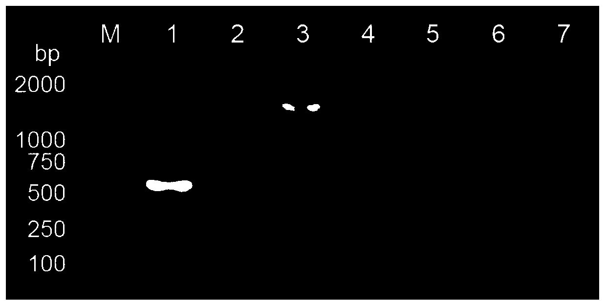 Nested duplex PCR detection primer and kit for distinguishing wild strain and gene deleted strain of African Swine Fever Virus (ASFV)