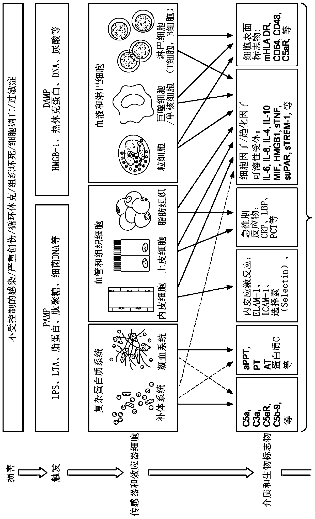 Treatment of sepsis and related inflammatory conditions by local neuromodulation of the autonomic nervous system