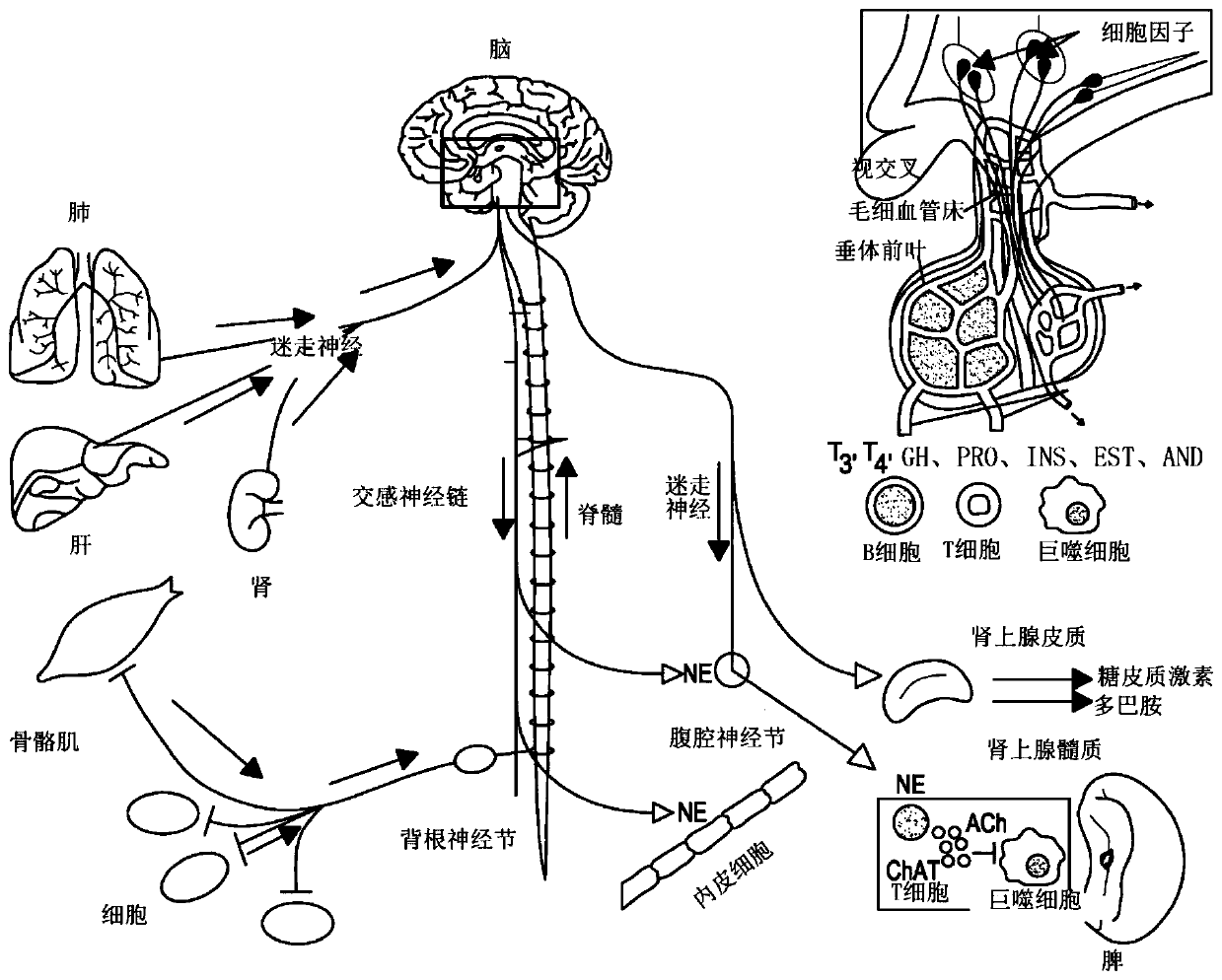 Treatment of sepsis and related inflammatory conditions by local neuromodulation of the autonomic nervous system