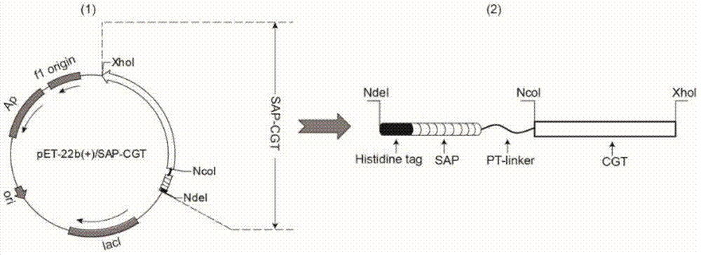 Cyclodextrin glycosyl transferase for improving substrate specificity of soluble starch