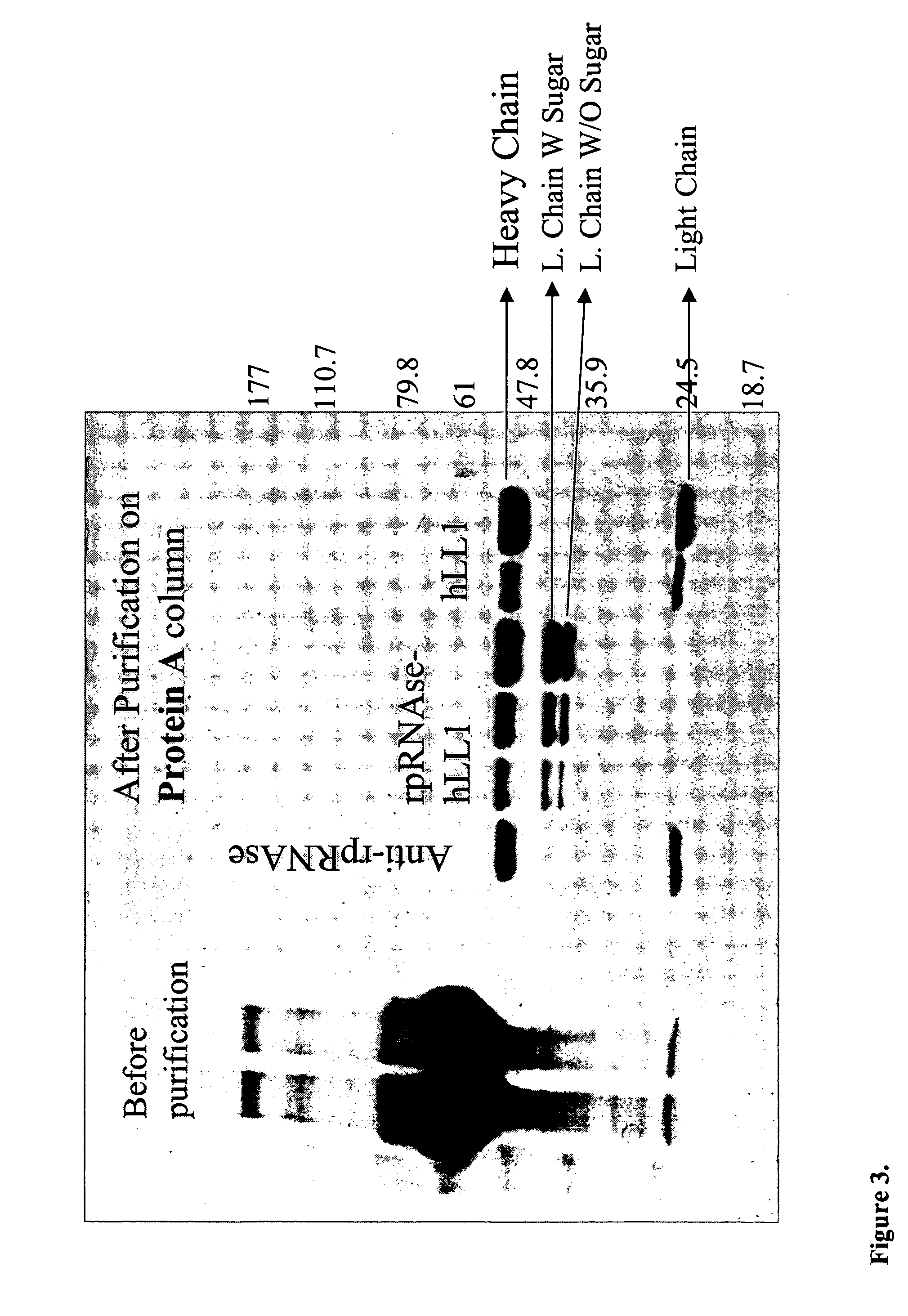 Fusion proteins containing recombinant cytotoxic RNAses