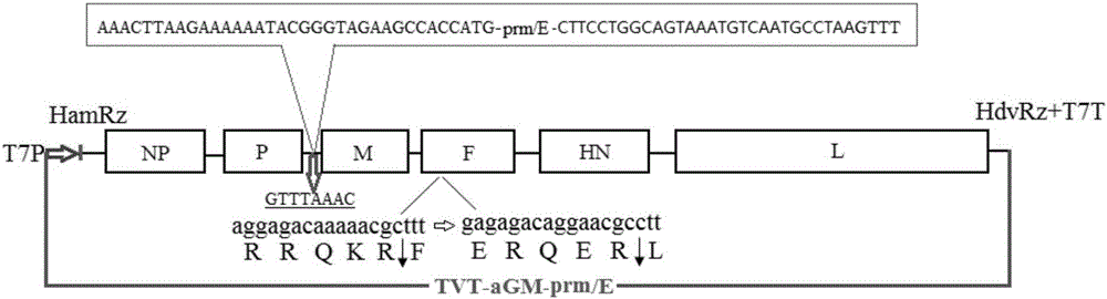 Preparation method and application of live vector vaccine for expressing duck Tembusu virus (DTMUV) prm and E protein recombinant Newcastle disease virus (NDV)