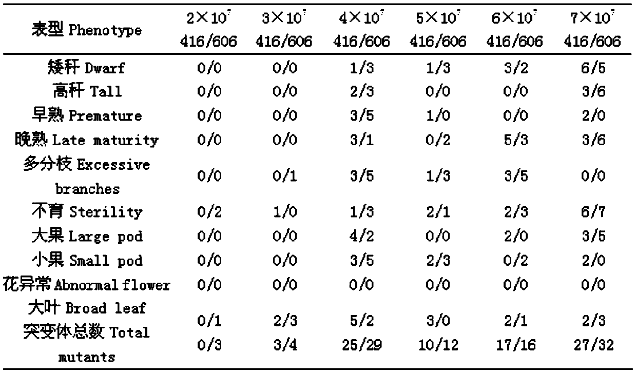 Method for acquiring peanut mutant by ion beam mutagenesis