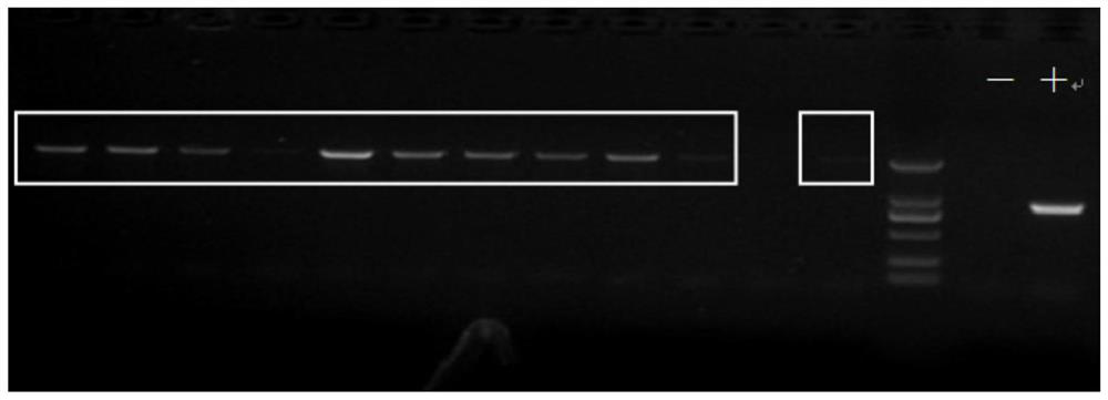 A swollen cell virus vsocs/vtk double gene knockout strain and its preparation method and application