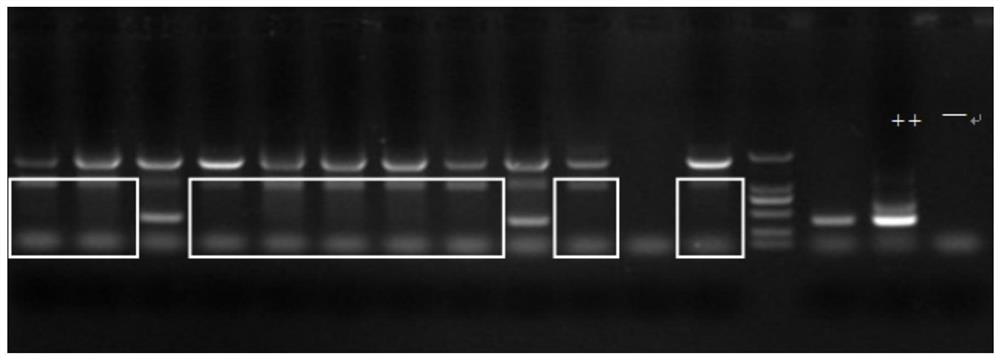 A swollen cell virus vsocs/vtk double gene knockout strain and its preparation method and application