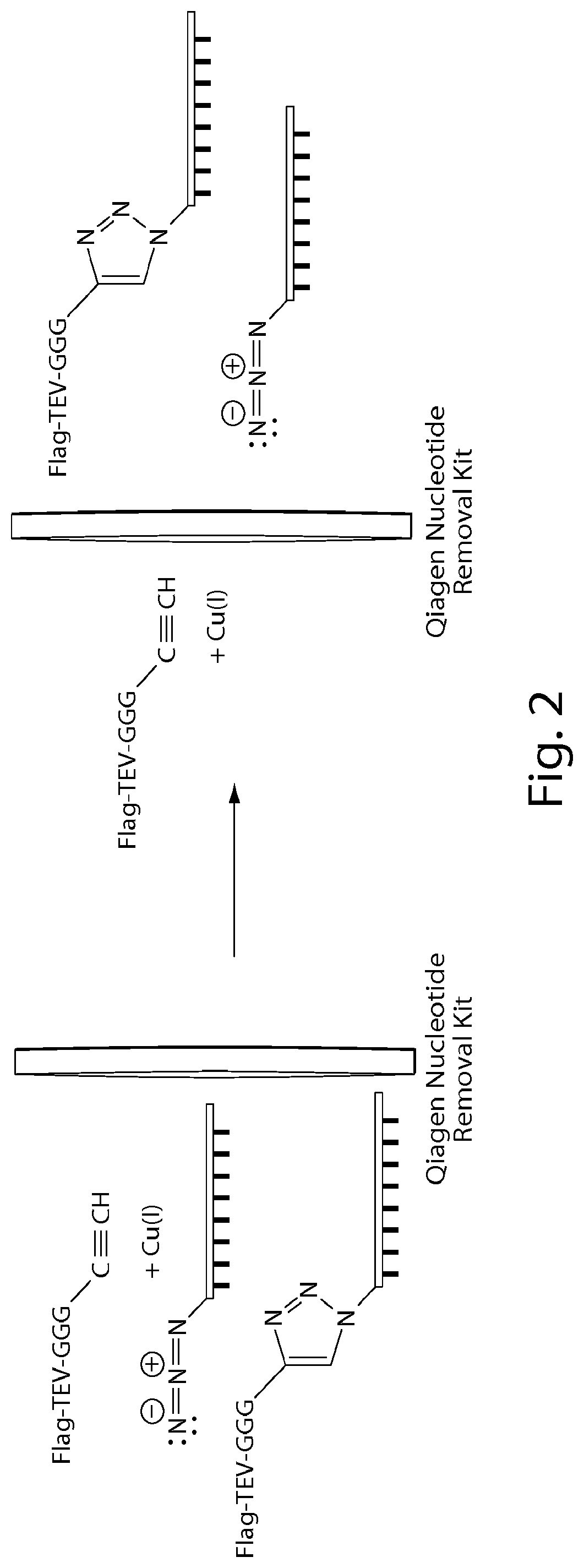 Compositions and methods relating to nucleic acid-protein complexes