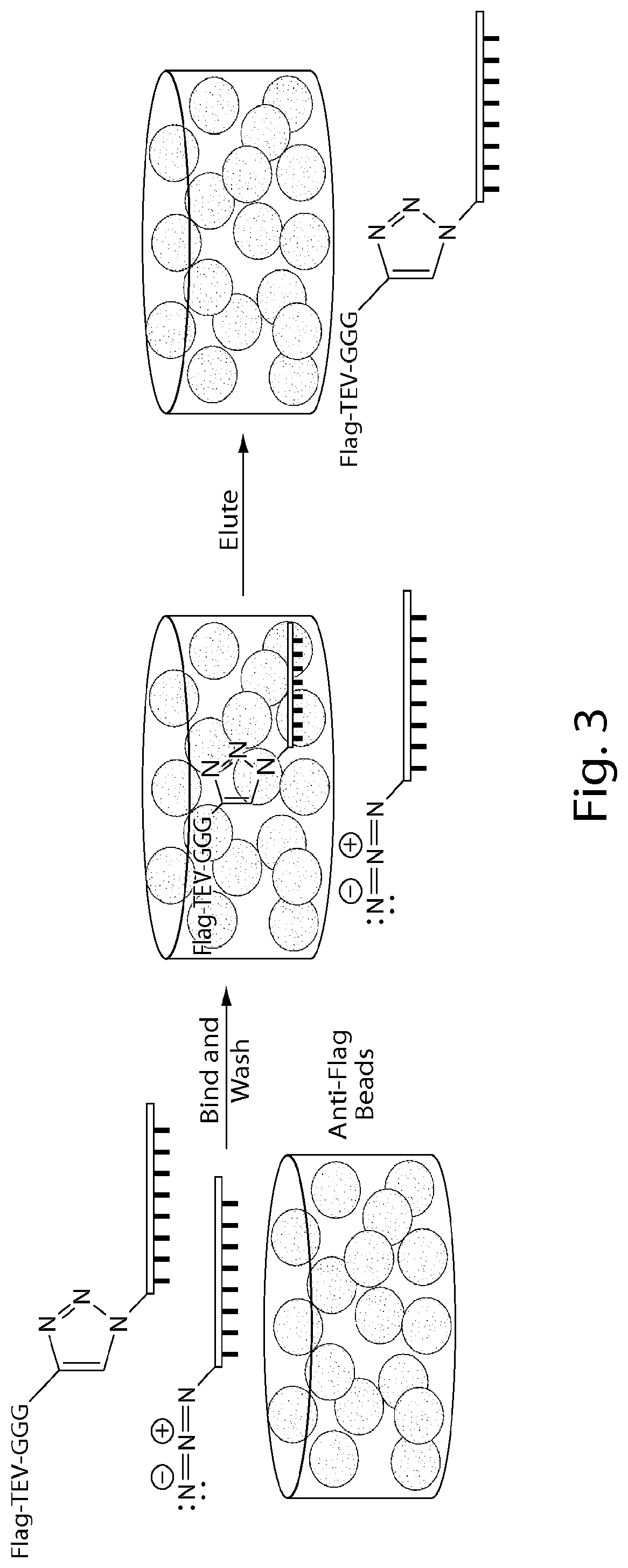 Compositions and methods relating to nucleic acid-protein complexes