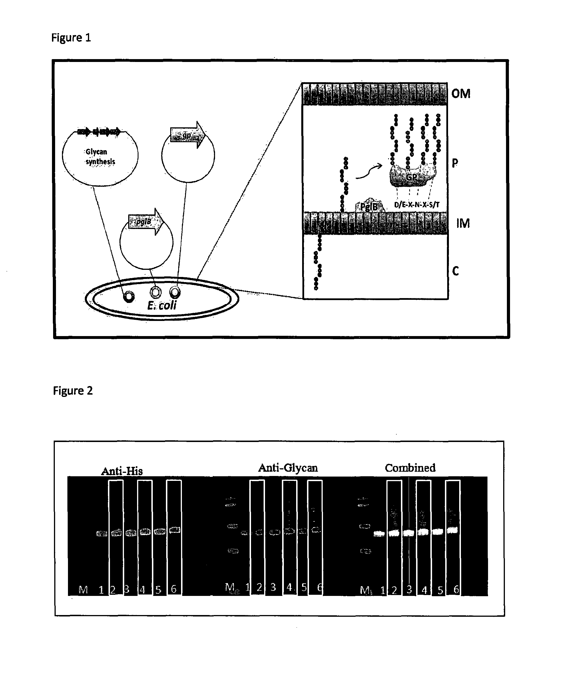 Glycosylation method