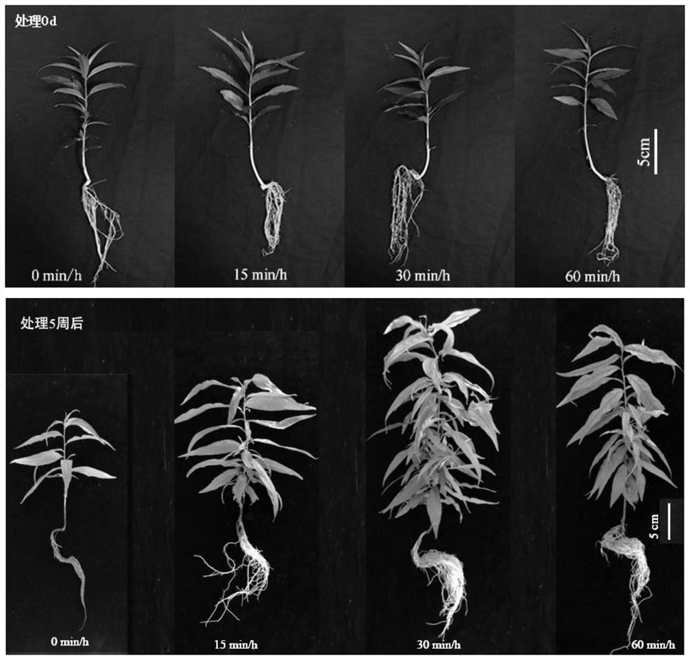 Hydroponic method for peach seedlings