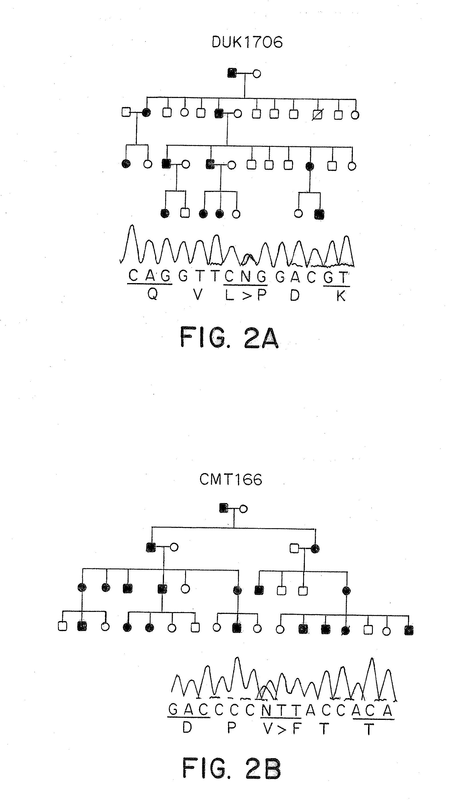 Methods of Detecting Charcot-Marie Tooth Disease Type 2A