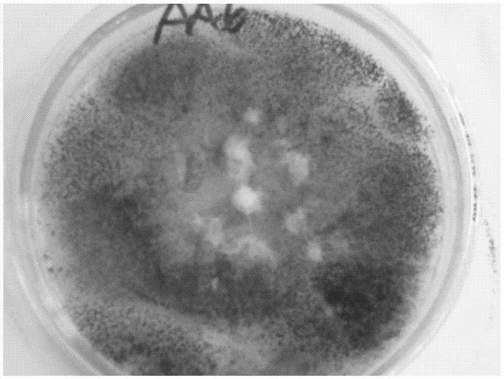 Efficient phosphorus-dissolving growth-promoting bacterium and bio-fertilizer prepared from same as well as application of efficient phosphorus-dissolving growth-promoting bacterium