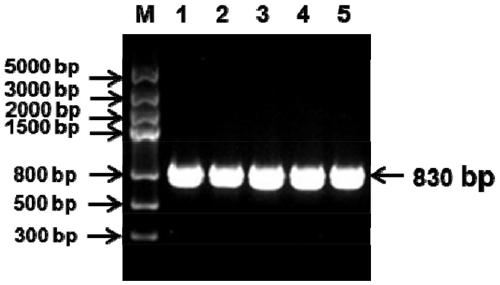 Universal kit for detection of different genotypes of infectious bronchitis virus