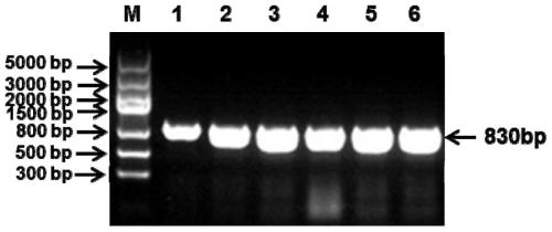 Universal kit for detection of different genotypes of infectious bronchitis virus