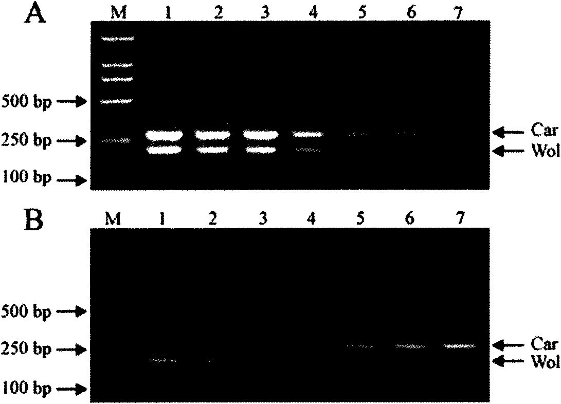 Multiple PCR detection method for detecting symbiotic bacteria in tetranychus truncatus ehara body