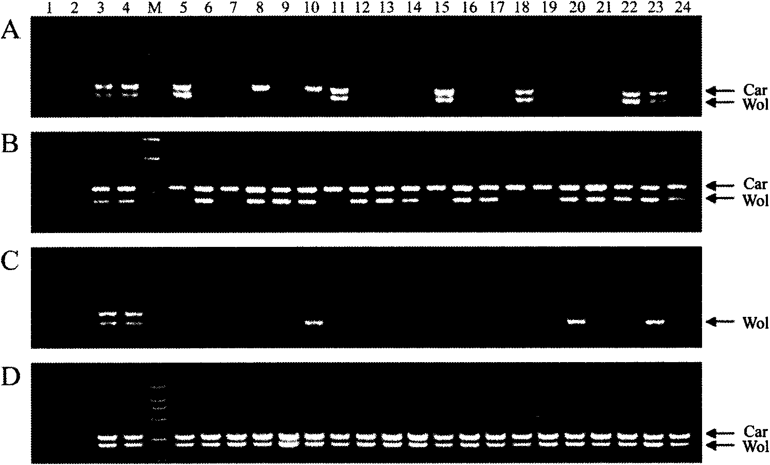 Multiple PCR detection method for detecting symbiotic bacteria in tetranychus truncatus ehara body