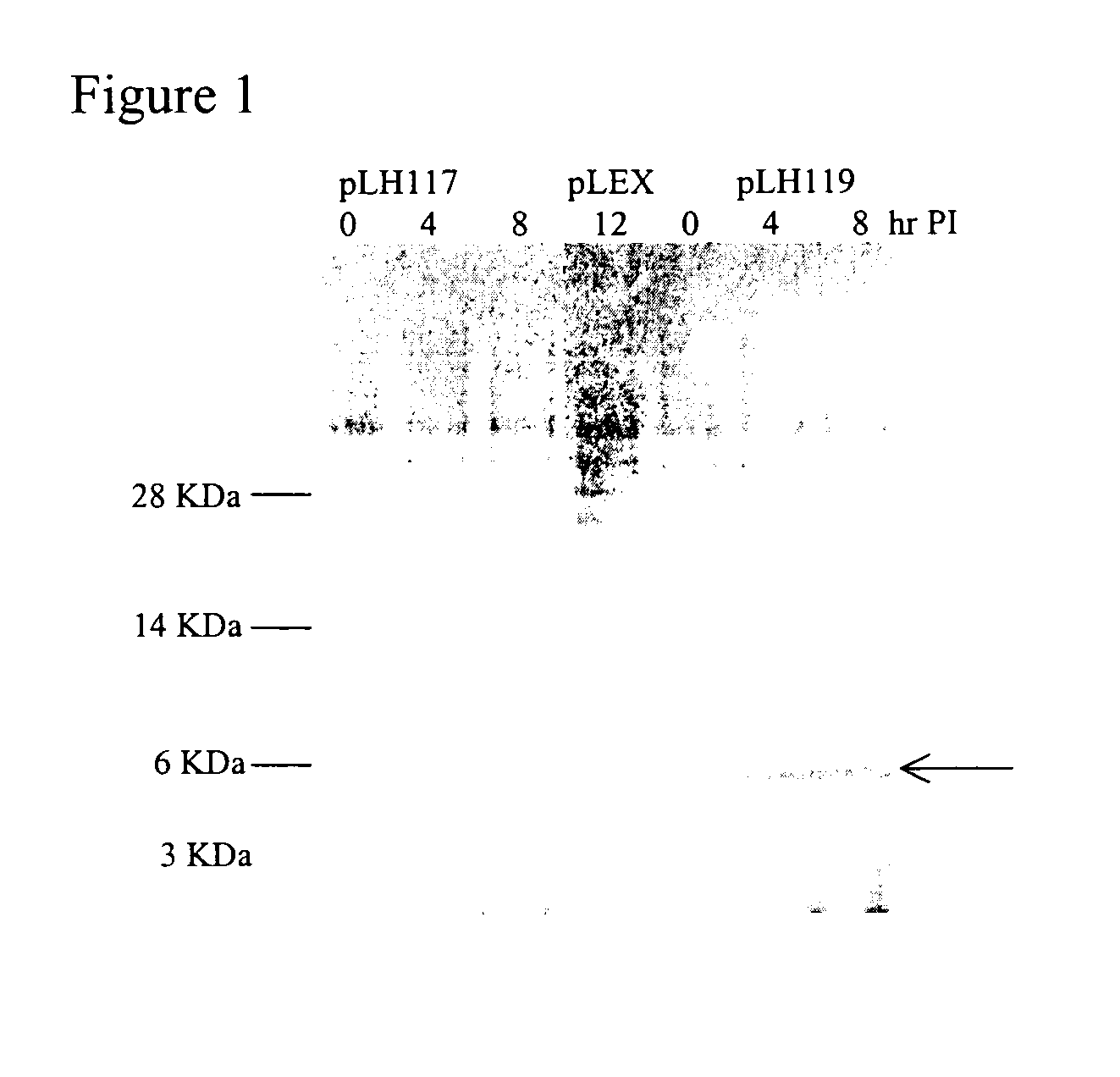 Process for recombinant expression and purification of antimicrobial peptides using periplasmic targeting signals as precipitable hydrophobic tags