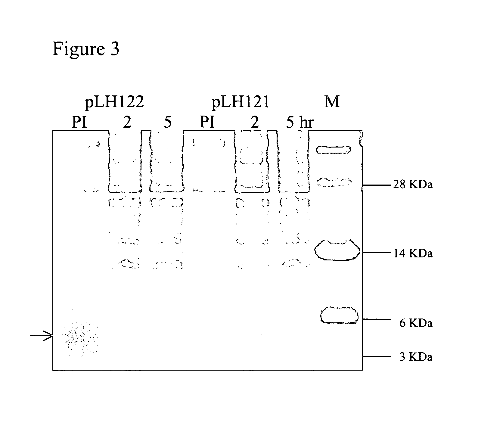 Process for recombinant expression and purification of antimicrobial peptides using periplasmic targeting signals as precipitable hydrophobic tags