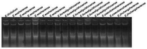 EST-SSR molecular identification method for E.wushanense and easily mixed species thereof