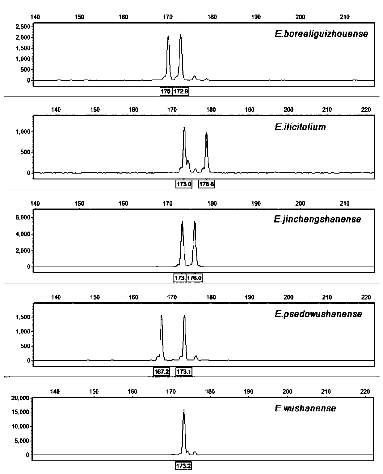 EST-SSR molecular identification method for E.wushanense and easily mixed species thereof