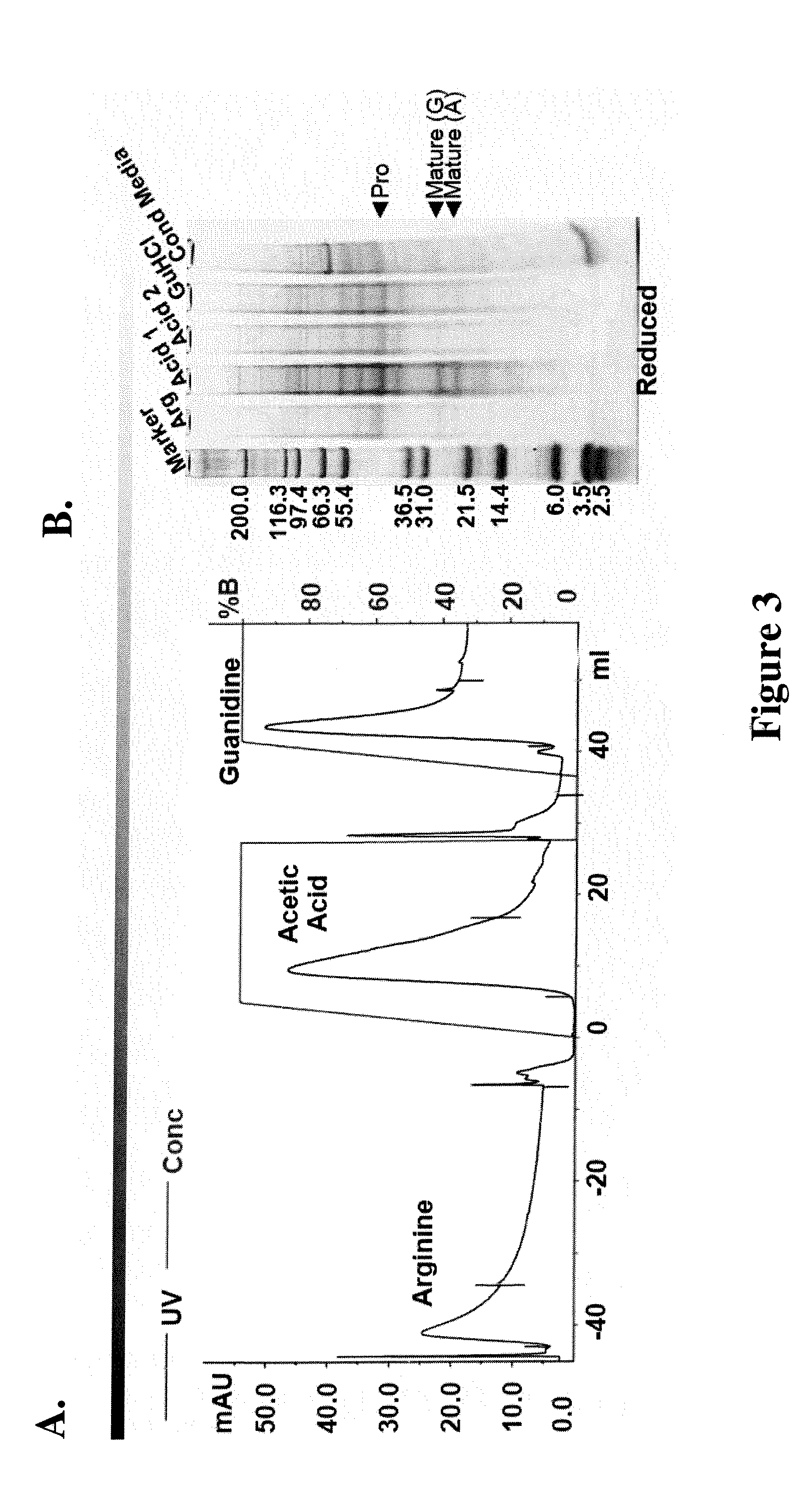 Use of proteins and peptides of the TGF-Beta superfamily for purification and therapeutic methods