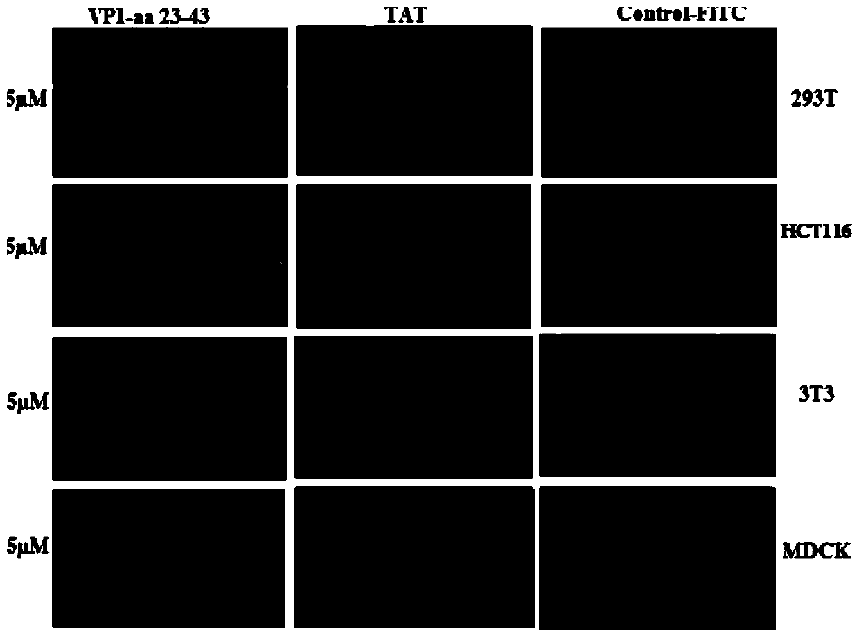 Application of vp1-aa 23-43 polypeptide derived from chicken infectious anemia virus as high-efficiency cell-penetrating peptide