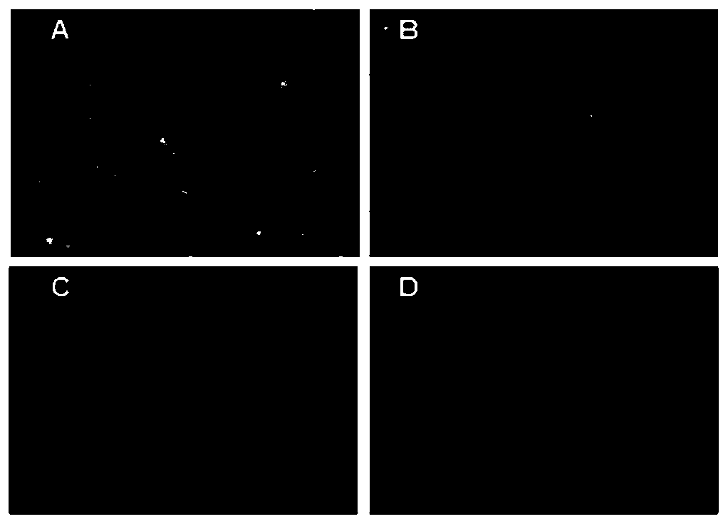 Application of vp1-aa 23-43 polypeptide derived from chicken infectious anemia virus as high-efficiency cell-penetrating peptide