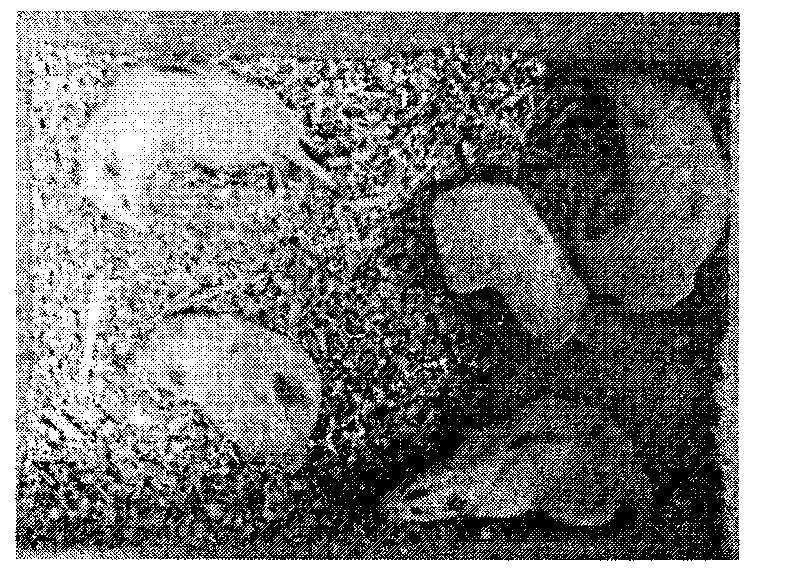 Method for manufacturing animal model of qi-deficiency and blood-stasis disease and evaluation method thereof