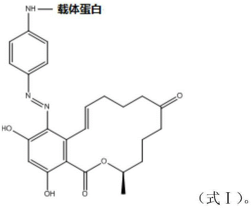 Immunomagnetic beads for gathering purification of zearalenone and preparing method and application of immunomagnetic beads